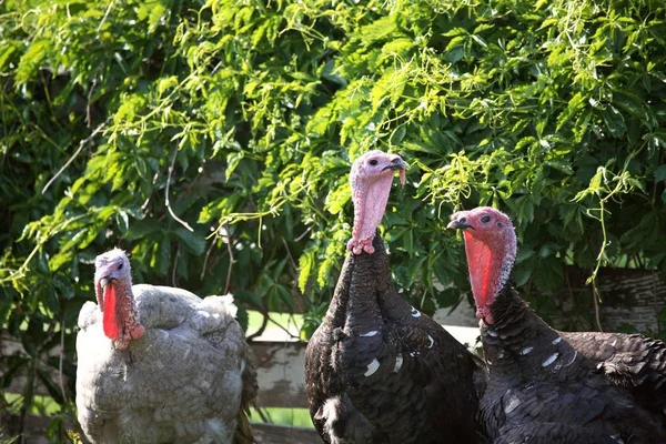 Pavos Domésticos Reunidos Pintoresco Saskatchewan —  Fotos de Stock