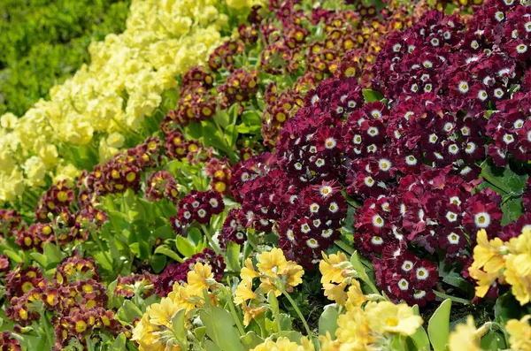 Schöne Verschieden Gefärbte Primeln Pubertierende Blüten Sommersonnenschein — Stockfoto
