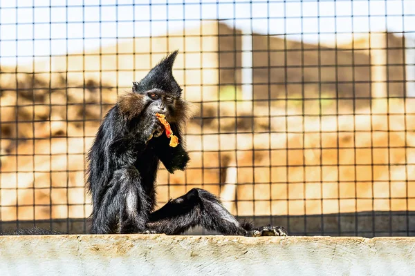 Black Monkey Eating Orange Sitting Stone Zoo Cell — Stock Photo, Image