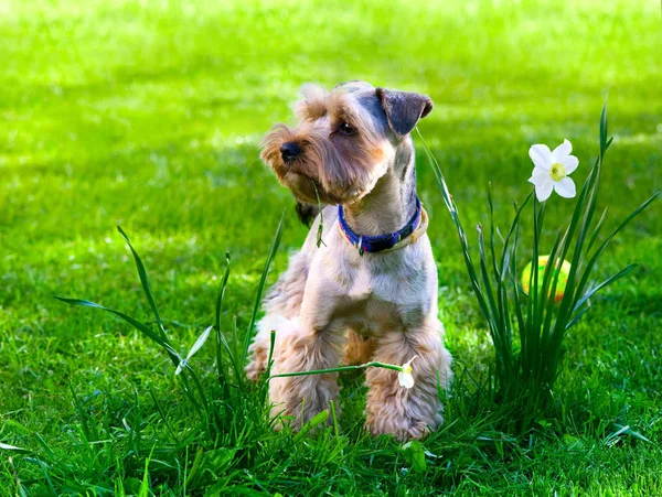 Yorkshire Terrier Cachorro Sobre Hierba Verde — Foto de Stock