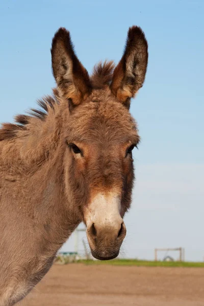 Retrato Suzie Burro Una Granja — Foto de Stock