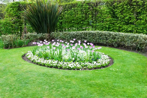 Bellissimi Tulipani Nel Giardino Primaverile — Foto Stock