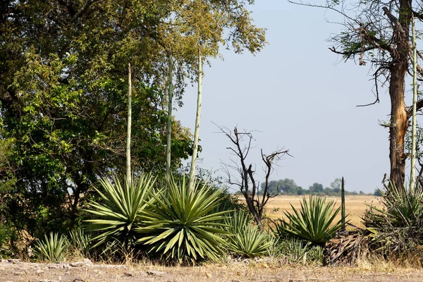 Wilde Afrikaanse Landschap Chobe National Park Botswana Afrika — Stockfoto