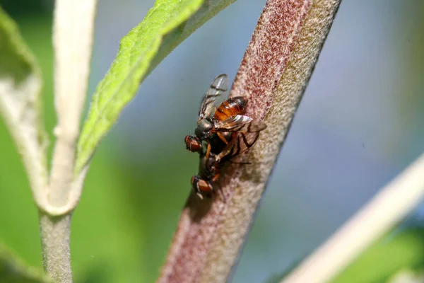 Picture-winged Fly Tritoxa incurva Mating