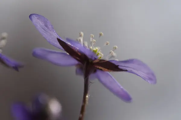 Blauglocke Ist Ein Symbol Des Frühlings — Stockfoto