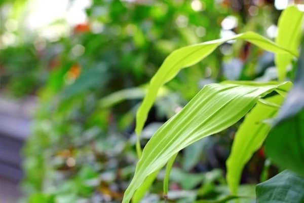 Hojas Verdes Sobre Fondo Las Plantas Desenfocadas Invernadero — Foto de Stock