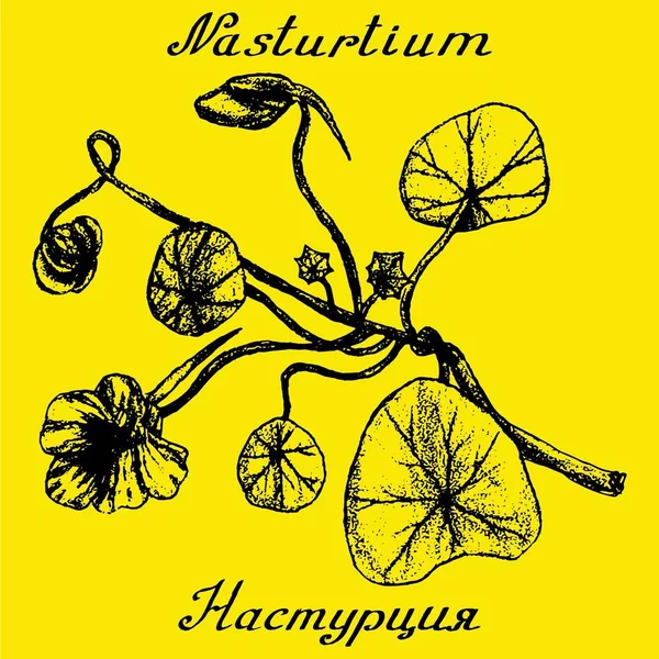 Nasturtium Ručně Kreslené Skici Botanická Ilustrace Vektor Illustation Lékařské Byliny — Stock fotografie