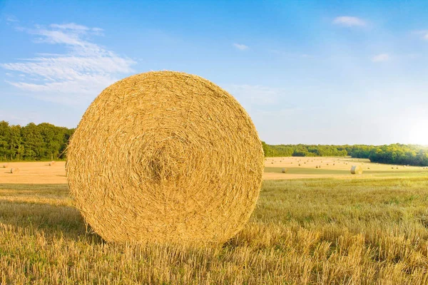 Campo Dorato Con Luce Solare — Foto Stock