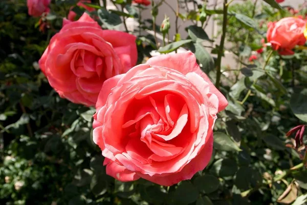 Rose is a flowering shrub of the genus Rosa, and the flower of this shrub.