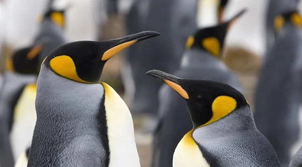 Närbild Kung Pingvin Aptenodytes Patagonicus Par Volontär Point Falklandsöarna — Stockfoto