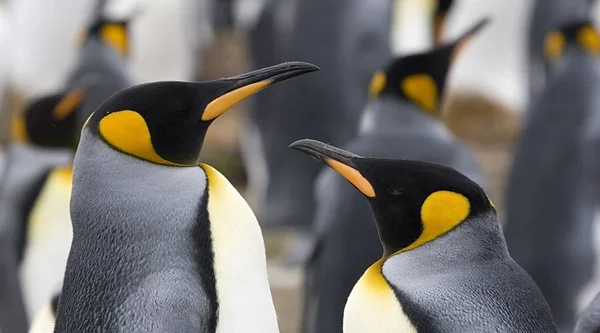 Blízký Král Tučna Aptenodytes Patagonicus Pár Dobrovolnické Části Falklandské Ostrovy — Stock fotografie