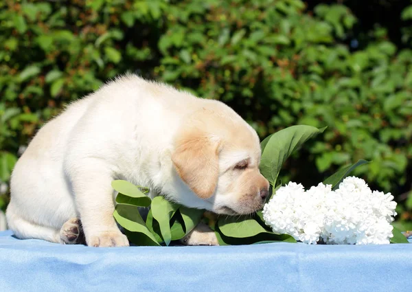 Cachorro Labrador Amarelo Feliz Primavera Com Flores Brancas — Fotografia de Stock