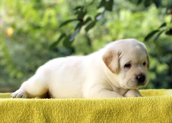 Filhote Cachorro Pequeno Labrador Amarelo Que Põe Fundo Amarelo — Fotografia de Stock