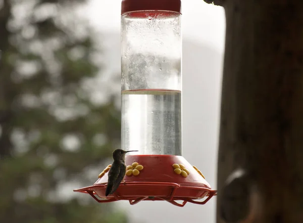 Hummingbird Waits Perch — Stock Photo, Image