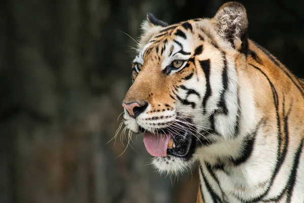 Тигр Портрет Бенгальского Тигра — стоковое фото