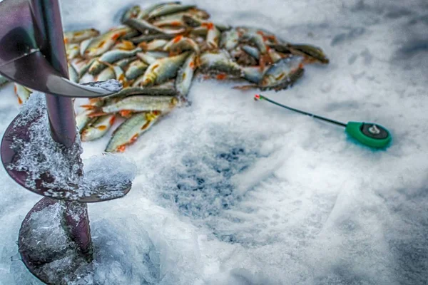 Свіжа Сира Рибалка Природне Озеро Зимове Рибальство — стокове фото