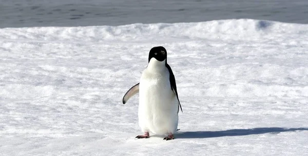 Pinguino Adelie Pygoscelis Adeliae Sul Ghiaccio Marino Nel Mar Weddell — Foto Stock
