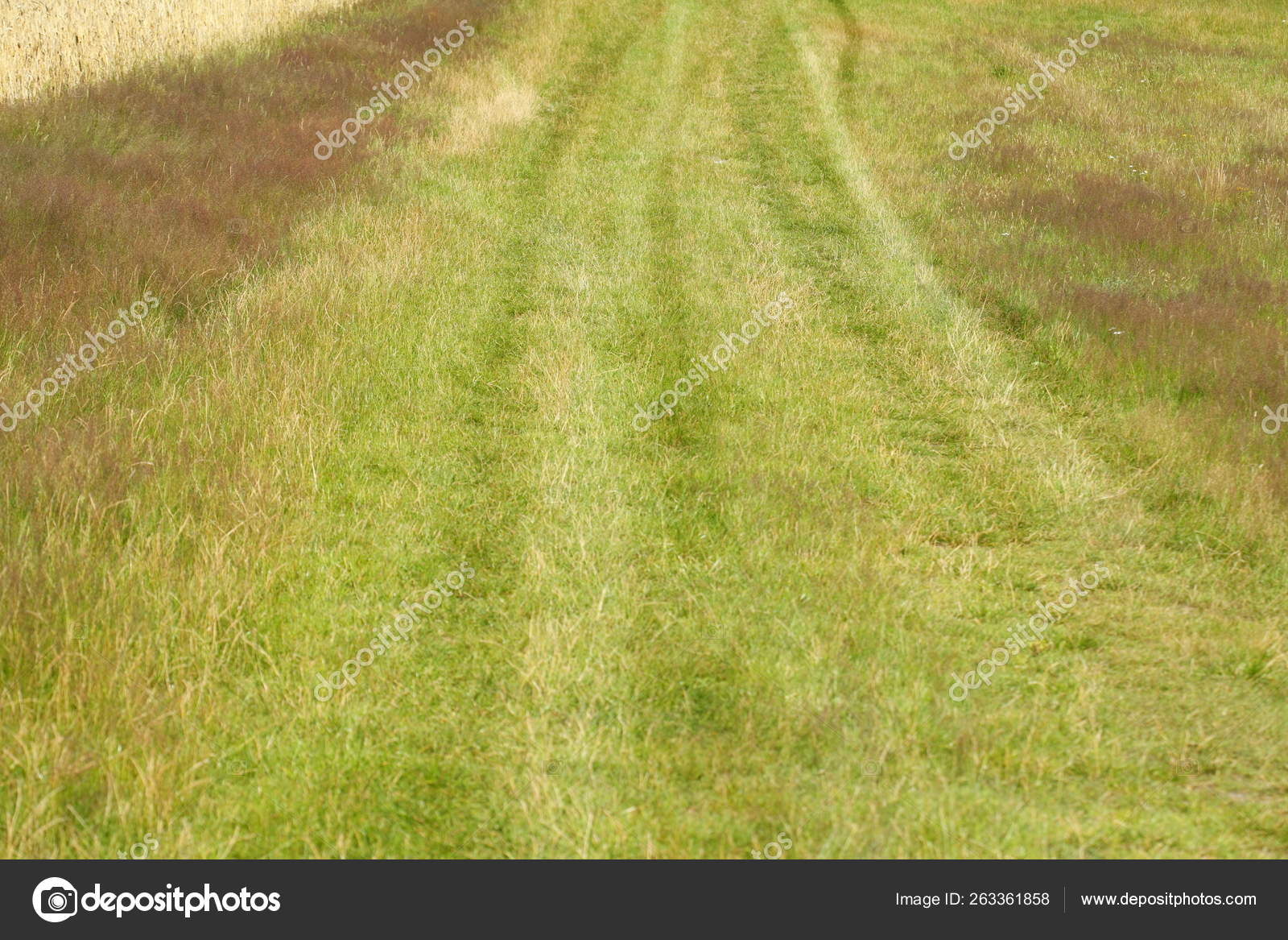 Green Meadow Way Closeup Stock Photo by ©YAYImages 263361858
