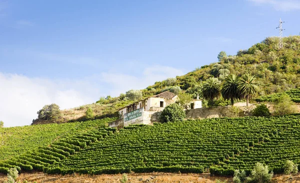 Vineyars Douro Völgy Portugália — Stock Fotó
