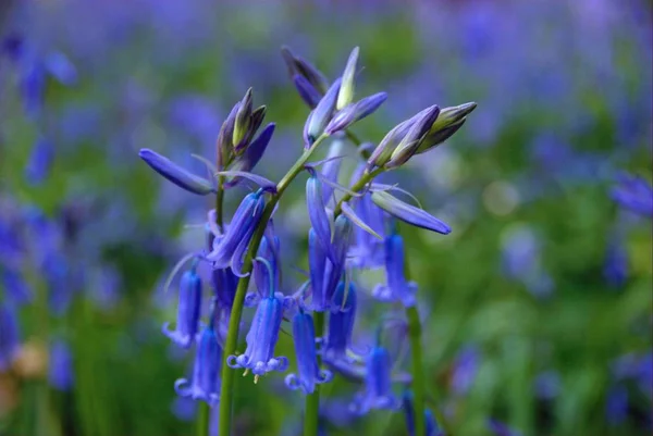 Close Bluebells — Fotografia de Stock