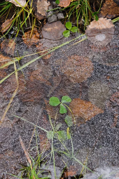 Осенние Растения Листья Воде Тонкой Корой Льда — стоковое фото