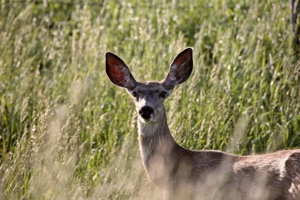 Mule Deer Odocoileus Hermionus Veado Cujo Habitat Está Metade Ocidental — Fotografia de Stock