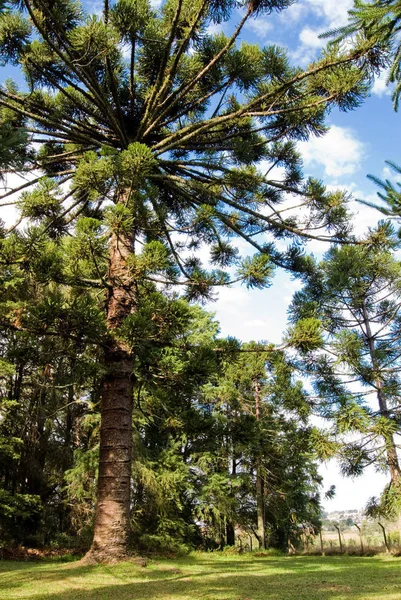 Pino Parana Araucaria Angustifolia Araucariaceae Araucaria Una Specie Rischio Deforestazione — Foto Stock