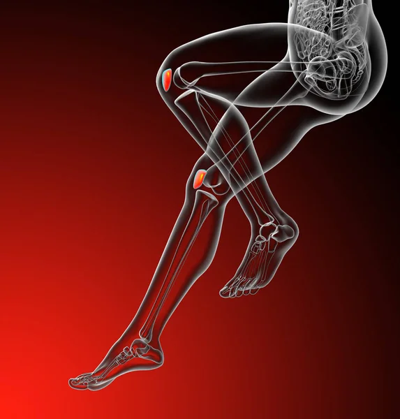 3d render medical illustration of the patella bone - side view