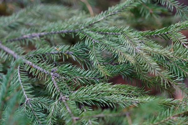 Fir Tree Branch Background Close Christmas Background — Stock Photo, Image