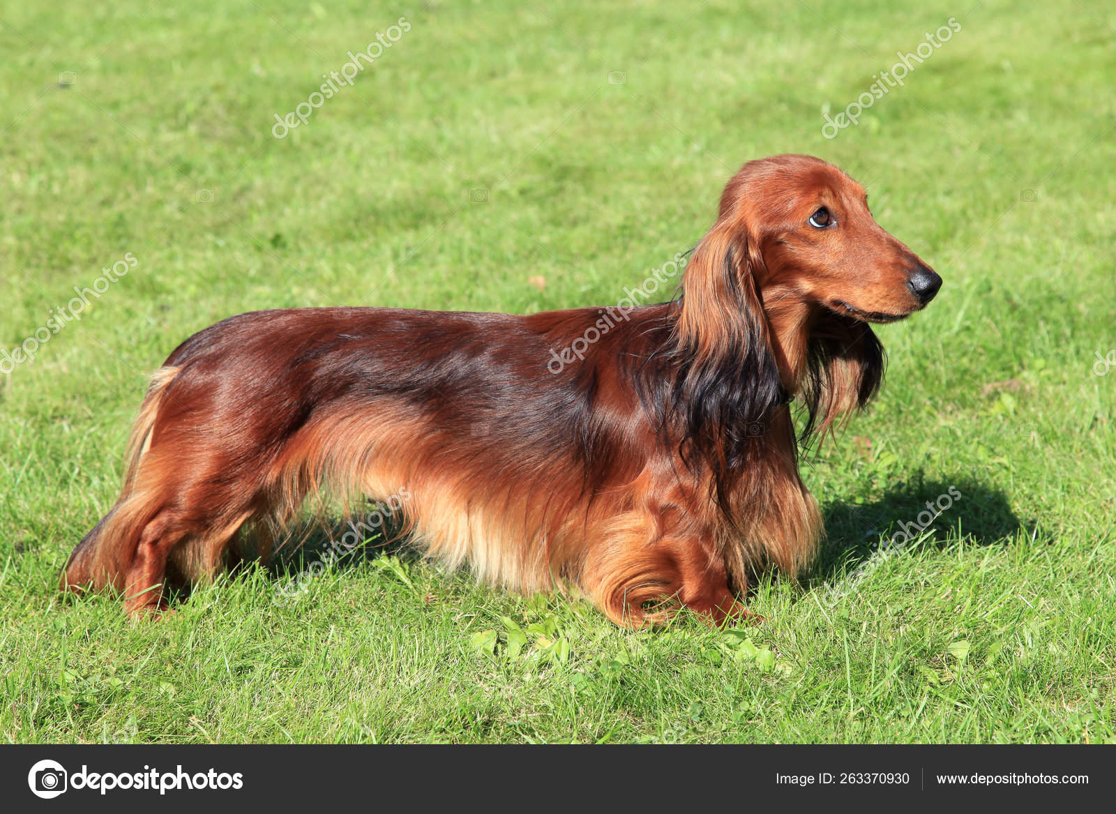 standard red dachshund