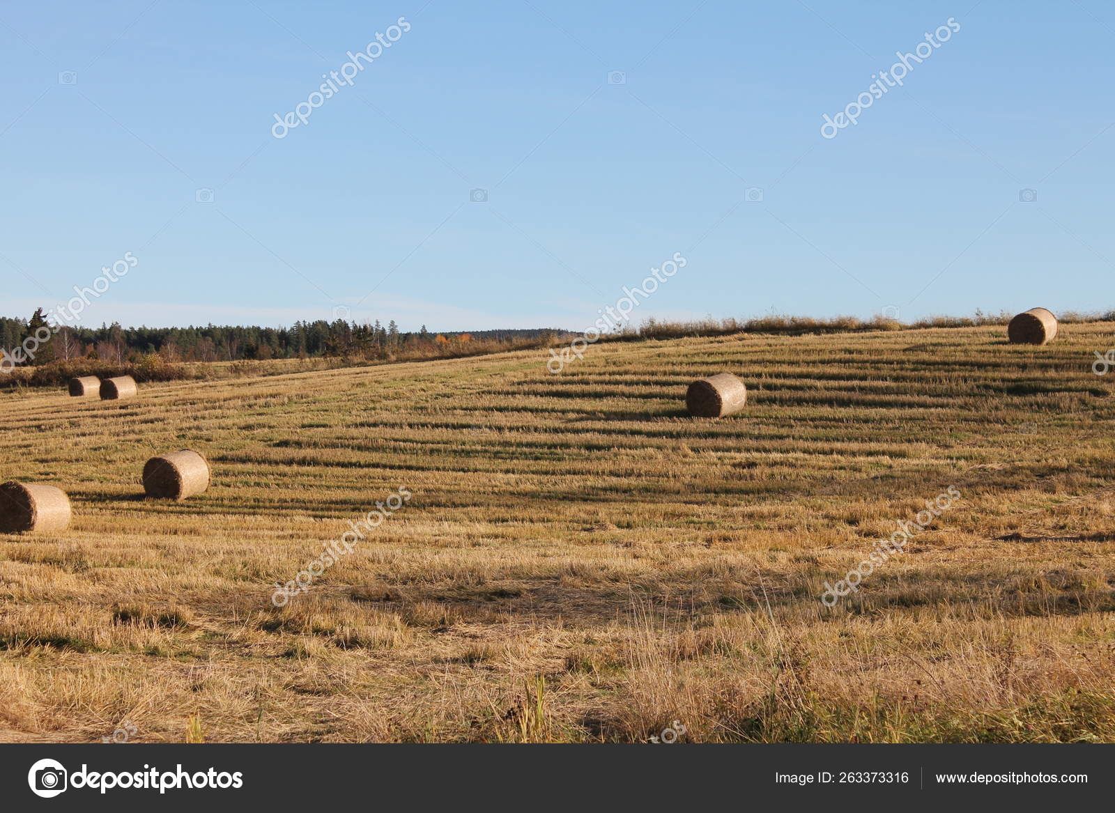 Hay Bales Field Stock Photo Image By C Yayimages