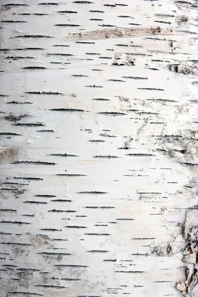 Кора Березы Трещинах Текстуры — стоковое фото