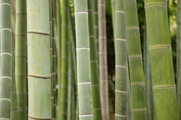 Antecedentes Los Árboles Bambú Japoneses Marco Horizontal —  Fotos de Stock