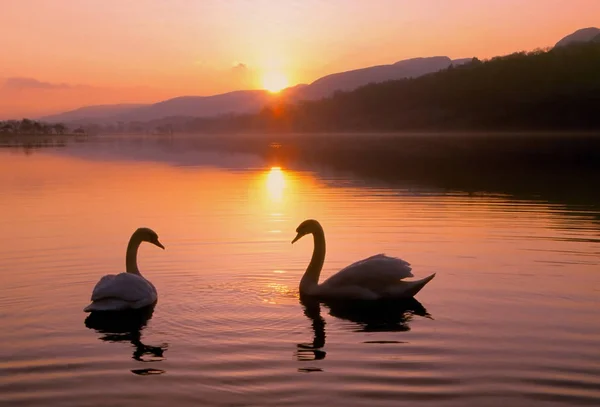 Två Svanar Bask Sunrise Glencar Lake Sligo Leitrim Irland — Stockfoto