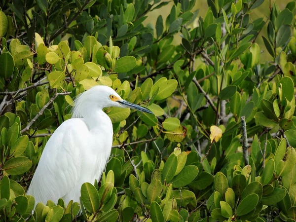 Snowy Egret Egretta Thuja Vila Ett Träd — Stockfoto