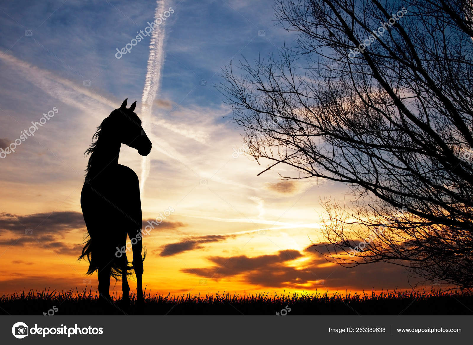 Illustration Horse Silhouette Sunset — Stock Photo © YAYImages #263389638, image size:1600x1167