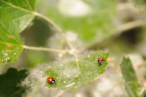 Poplar tree covered by white fluff with two ladybirds on a leaf. Shallow DoF.