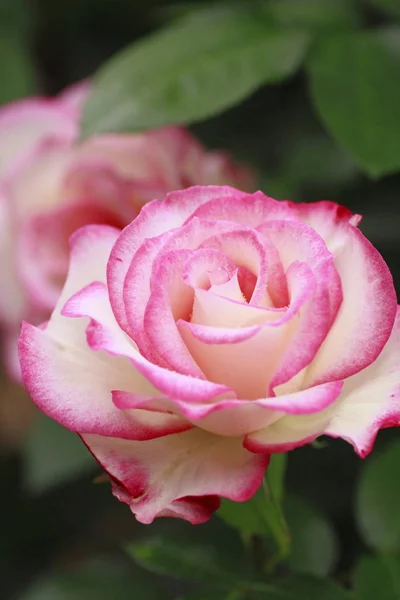 Primer Plano Hermosa Rosa Jardín — Foto de Stock