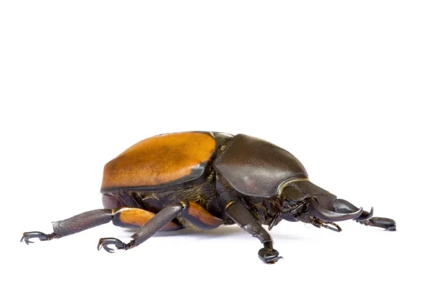 말레이시아 카메론 고원의 우림에서 발견된 희귀한 딱정벌레의 매크로 이미지 — 스톡 사진