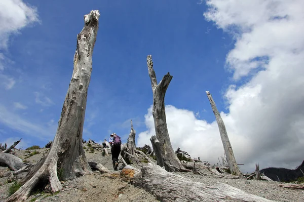 Árboles Muertos Por Erupción Del Volcán Chaiten Sur Chile — Foto de Stock