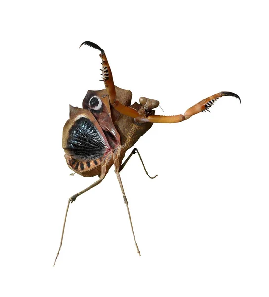 Beyaz Arka Plan Üzerinde Izole Malezya Ölü Yaprak Mantis Deroplatys — Stok fotoğraf