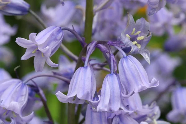 Mor Bluebells Çiçekler Bahçede Çiçeklenme Closeup — Stok fotoğraf