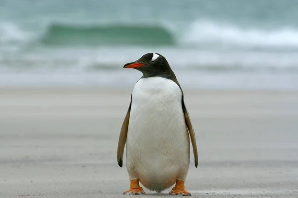 Pingwin Gentoo Pygoscelis Papua Siedzi Plaży Saunders Island Falklandy — Zdjęcie stockowe
