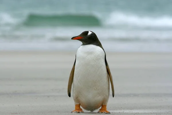 Pinguim Gentoo Pygoscelis Papua Sentado Praia Saunders Island Ilhas Malvinas — Fotografia de Stock