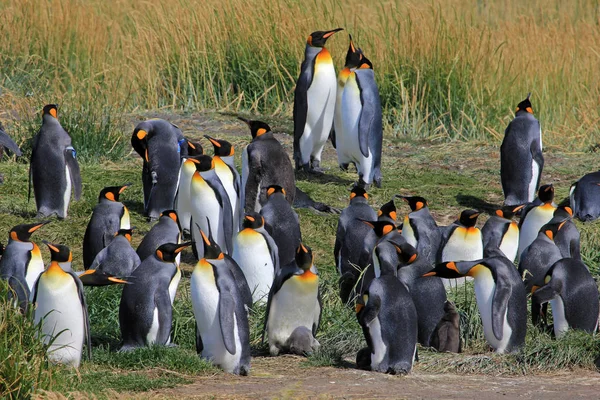Tučňáci Královští Žijí Volně Parque Pinguino Rey Tierra Del Fuego — Stock fotografie