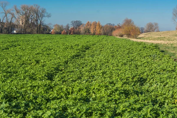 Vista Campo Agra Invierno Cultivado Con Verduras Invierno — Foto de Stock