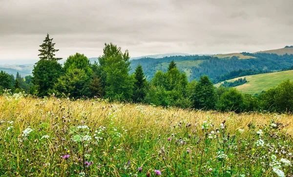 Grassy Meadow Forested Hill Lovely Nature Scenery Overcast Day Summer — Stock Photo, Image