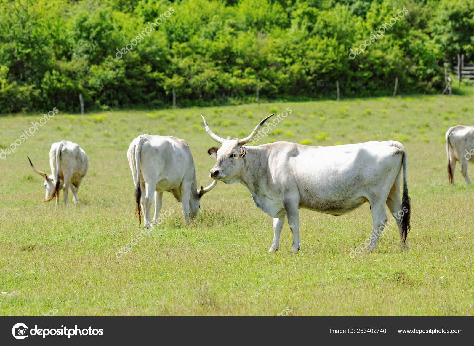 Ruminant Hungarian Gray Cattle Bull Grass Stock Photo by ©YAYImages 263402740