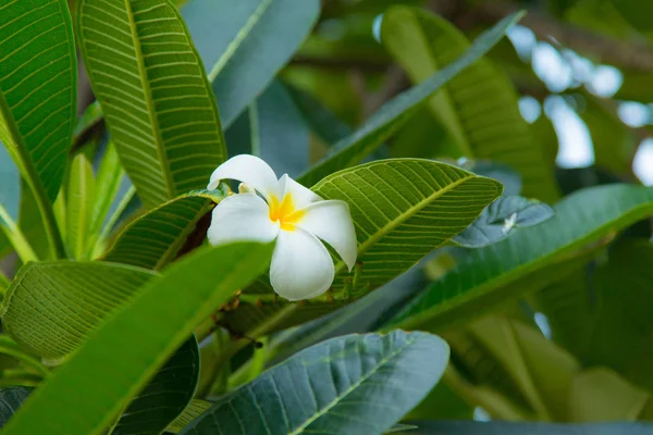 Plumeria Красивые Белые Желтые Деревьях Цветы — стоковое фото