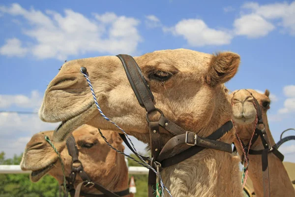 Camel Caravan Vue Rapprochée — Photo